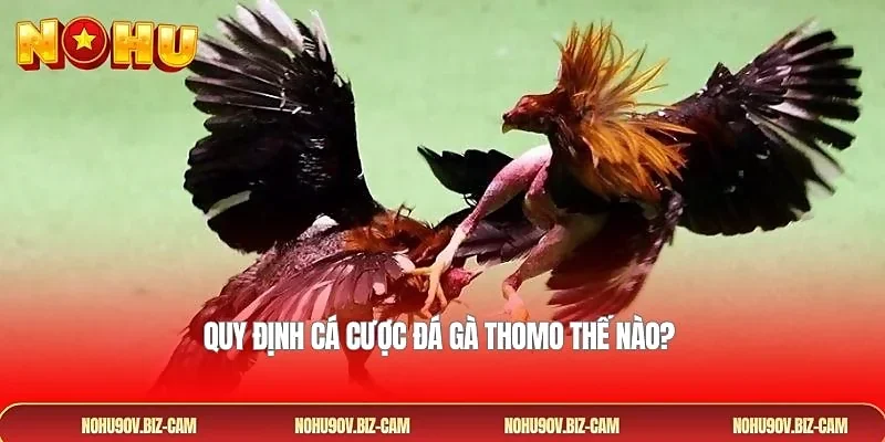 Quy định cá cược đá gà Thomo thế nào? 